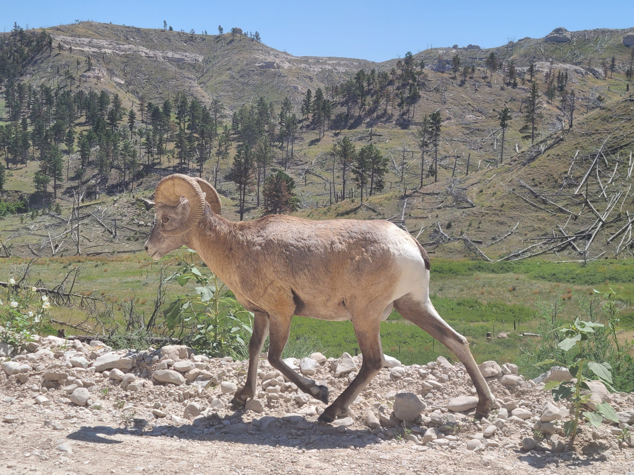 Bighorn Sheep Lottery Applications Close Aug. 4 – KCSR / KBPY, image size:2560x1920