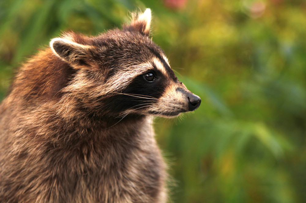 The Racoon Effect Revised Wildlife Predator Statute Takes Effect Sept. 2 – KCSR / KBPY