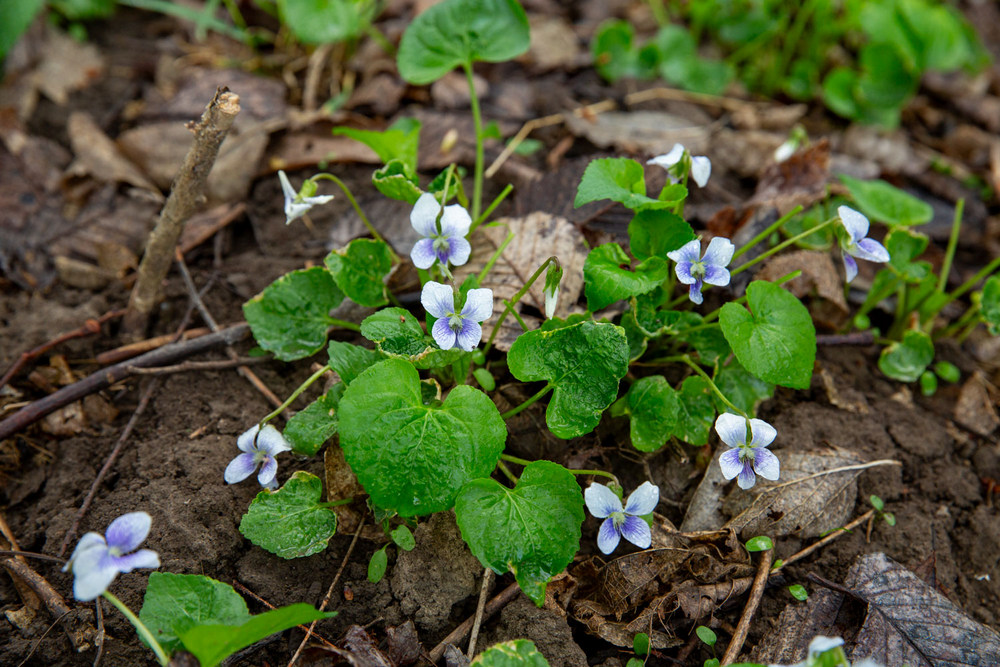 Spring In Nebraska 8 Opportunities for Enjoying the Outdoors this Spring – KCSR / KBPY