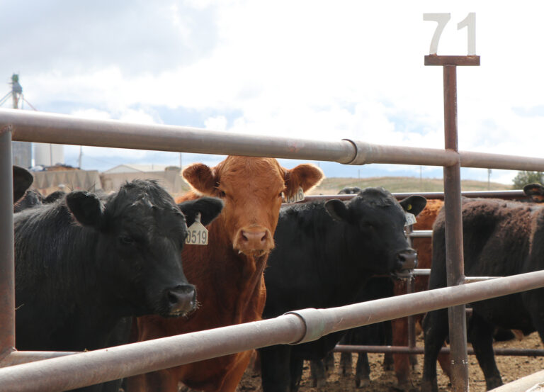 BQA and BQAT Certification Offered in Alliance KCSR / KBPY