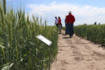 UNL Adjusts 2026 Wheat Variety Tour Schedule Due to Drought and Freeze Damage