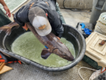 Rare Lake Sturgeon Made 681-mile Swim
