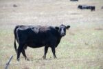 Strategic Cowherd Destocking to Promote Future Rebuilding