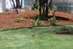 Master Gardeners: Mulch, More Than A Weed Deterrent In Your Landscape
