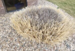 Master Gardeners: Mulch, Grass, and More