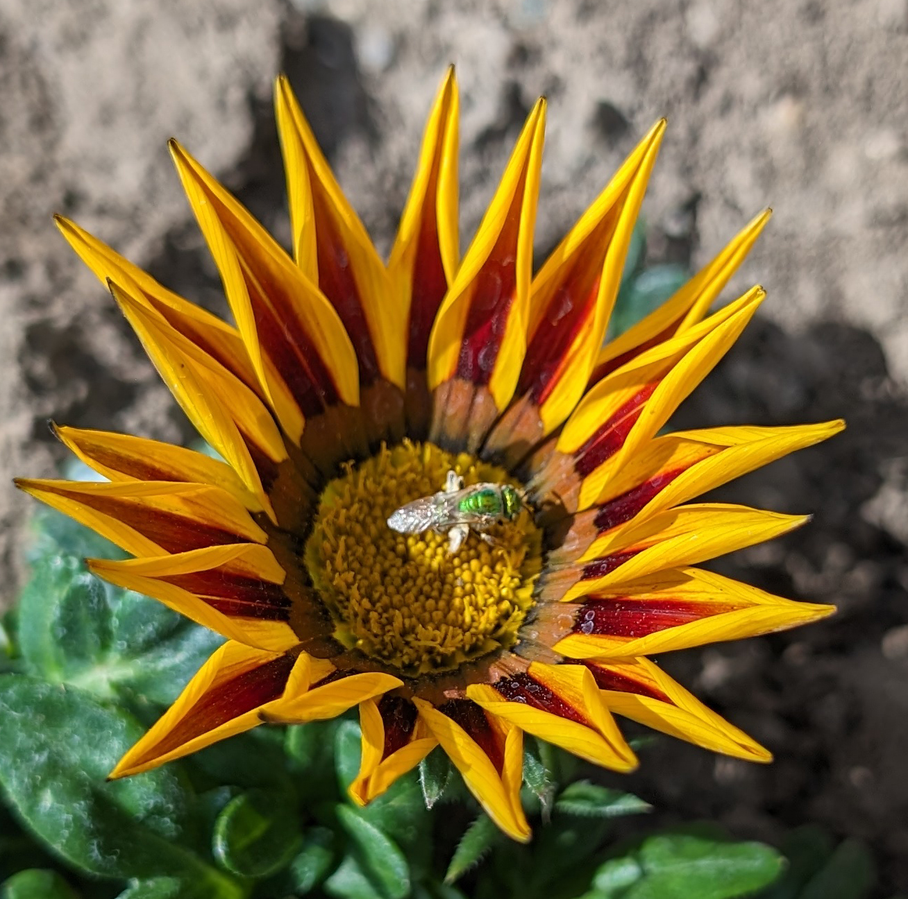 Master Gardeners: Hot Weather And Your Plants