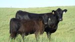 Reviewing Cow-calf Share And Cash Lease Agreements
