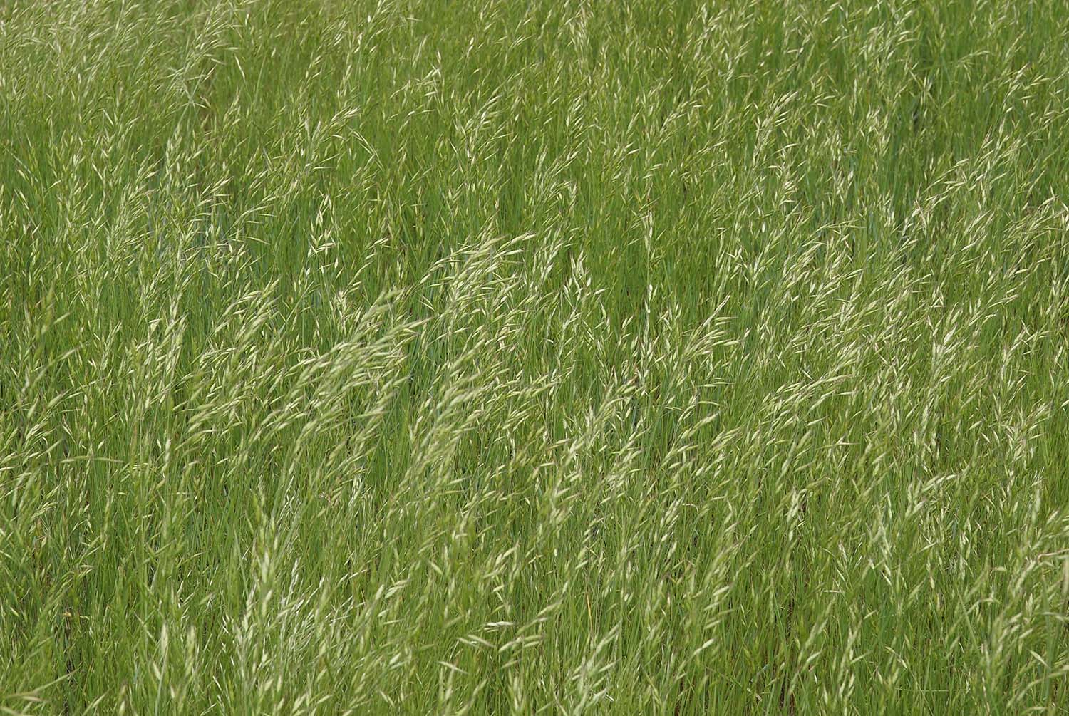 Wildfires Open Pastures And Ranges To Invasive Plants – KCSR / KBPY